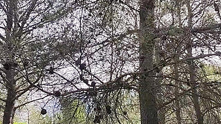 Amateur public sex in the forest