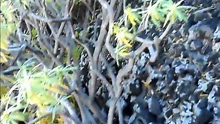 Portuguese Group Fun