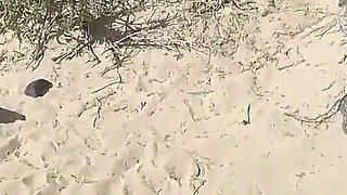 Heat up Your Screen: Sexydea's Beach Doggystyle POV Will Leave You Wanting More
