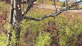 Perfect Body Tiny Petite Hana