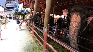 Elephants feeding with Thai girlfriend