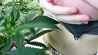 Weed Porn tits squirting milk on cannabis leafs lactating