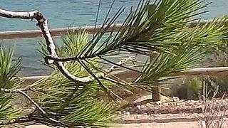 Dick Flash - I Pull Out My Cock in Front of a French Girl... Beach Path and She Helps Me Cum in Mounth Caught!!!