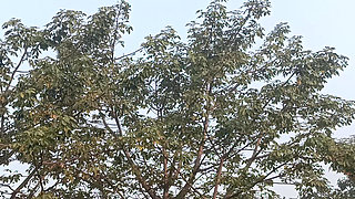 Rangeela has not left her copy behind in any way.