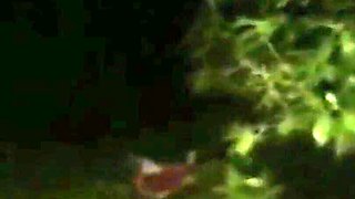 Bbwbootyful fucking nata4sex outdoor blowjob intense doggy orgasm