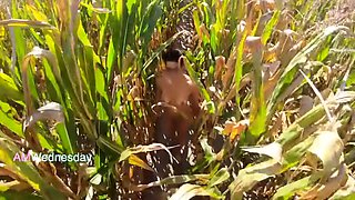 Amwednesday - Corn Field