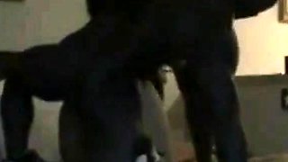 Asian Amateur Takes on Two Big Black Cocks