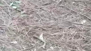 I Went Into the Bush with the Hot Boy It Was Delicious This Walk in the Bush