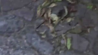 Guy with a huge cock fucks his girl outdoor in her tight ass