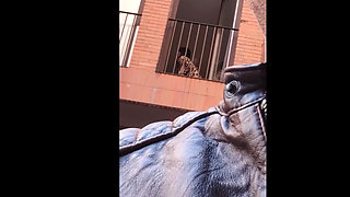 Public Nudity Compilation - Pizza Delivery, Topless Beach, Teasing Friend