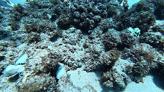 Big Ass Beauty Kayci Kaylani Nude Underwater Diving and Masturbation