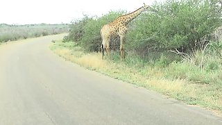 Horny Black Girlfriend Demands Big Cock