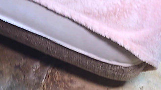 A Cuckold Husband Offers This Wife to a Big Black Cock