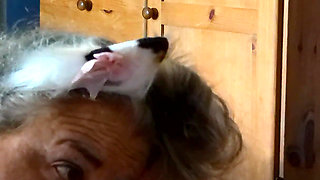 Kitty Meow Meow