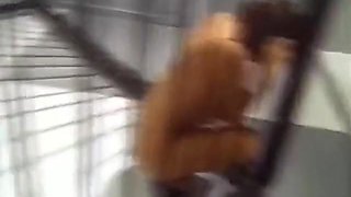 Bionca Seven, Kitty Monroe And Jamie Leigh In Babe In A Cage