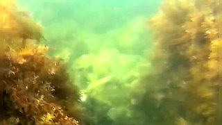 Swimming and Flashing in the Sea